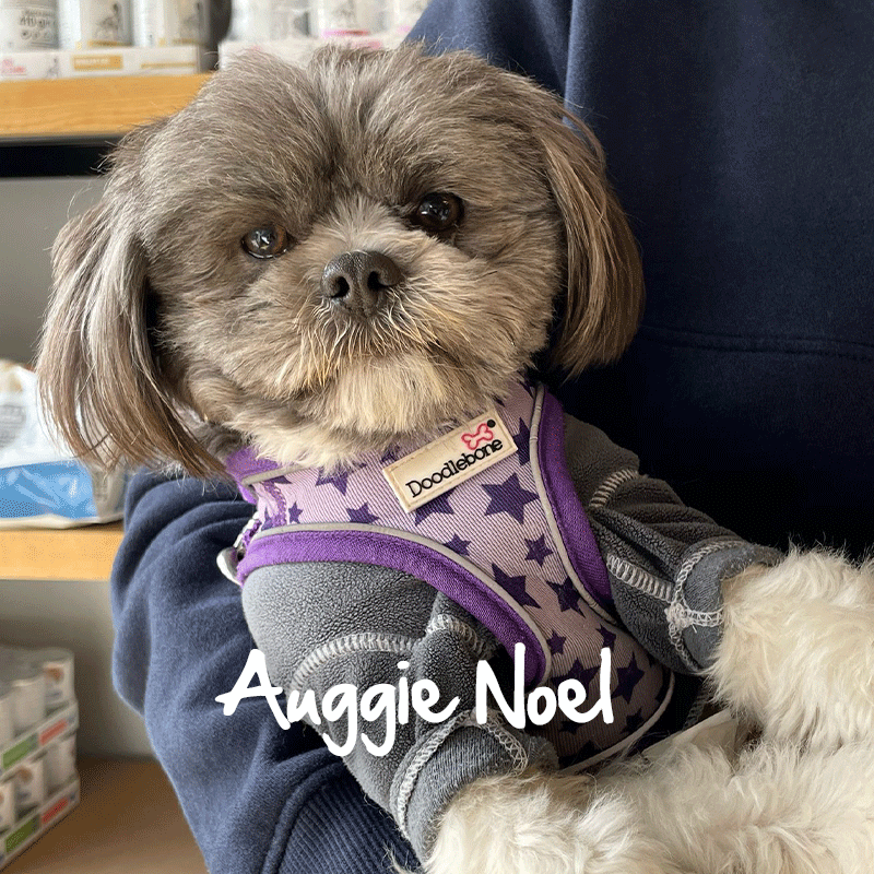 Auggie-Noel-