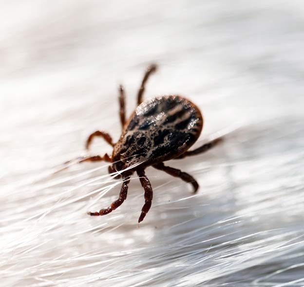 Tick_CloseUp