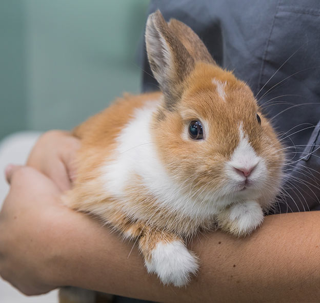 Rabbit