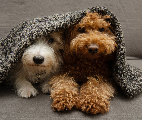 blanket